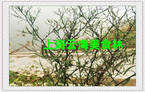 上海云海美食林